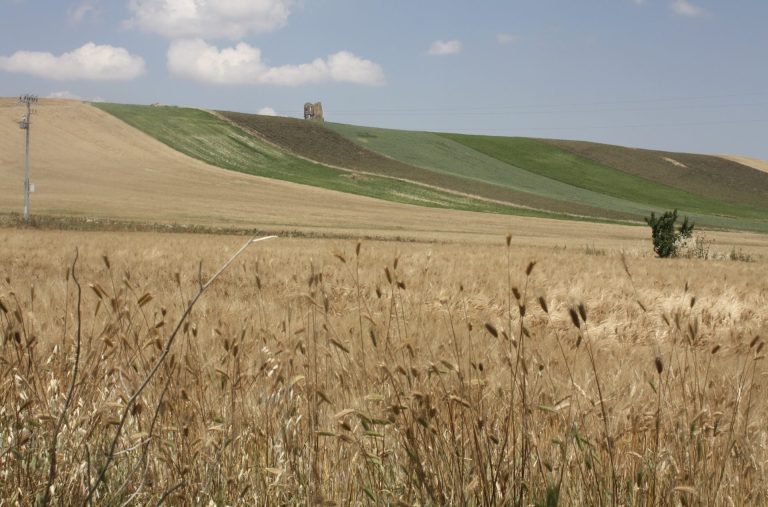 Prezzo grano, prime luci in fondo al tunnel. Cia Puglia: Ma il valore deve ancora crescere