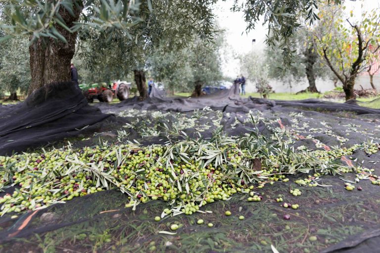 Produzione a picco per l’extravergine d’oliva: -32% la previsione di calo per Coldiretti e anticipo di 20 giorni