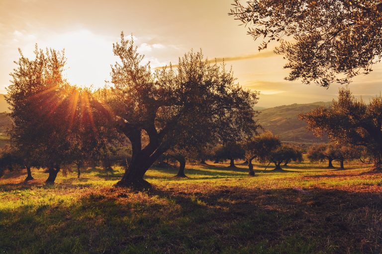 No al deprezzamento dell’olio. In Umbria l’allarme di Assoprol con prezzi previsti sotto ai 14 euro al litro