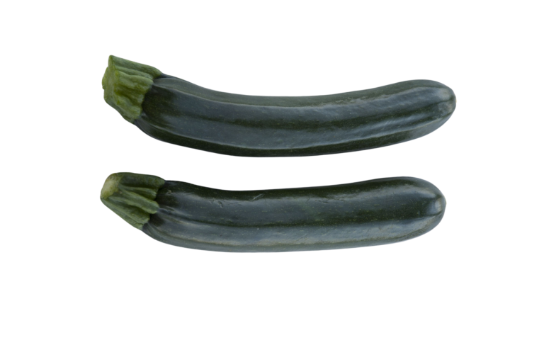 Zucchino in Piemonte. Syngenta presenta la sua ampia gamma e le nuove introduzioni varietali