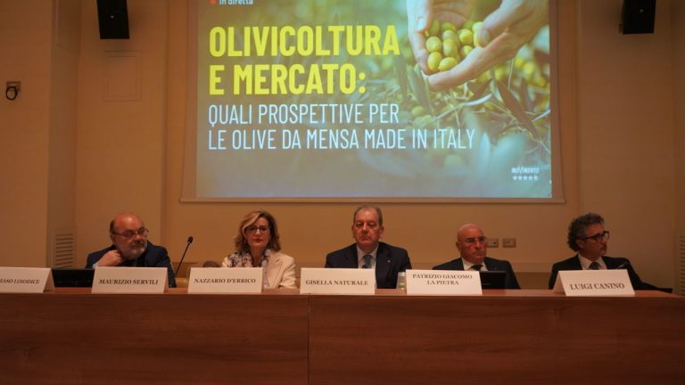 Olive da tavola, produzione ferma a 70 mila tonnellate. Serve Piano strategico nazionale per tenere testa a Paesi Mediterraneo