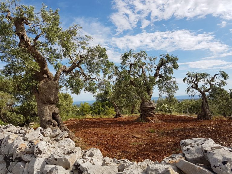 Bitonto. Per la OP Oliveti Terra di Bari fatturato raddoppiato in un anno: commercializzati oltre 4 mln di kg di olio