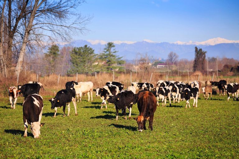 Grana Padano, dal benessere animale al consumatore l’impegno del Consorzio per la sostenibilità della filiera