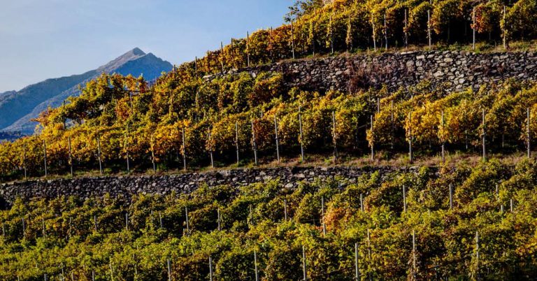 Vino, nella Giornata del Made in Italy si celebra la viticoltura storica ed eroica L’evento a Vinitaly nello spazio del Ministero dell’agricoltura