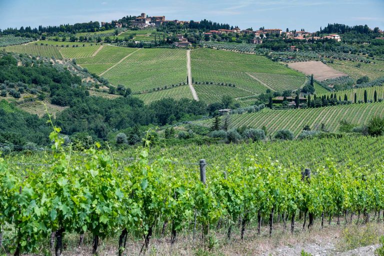 Una viticoltura resistente ai cambiamenti climatici e sostenibile all’ambiente. A Panzano in Chianti (Fi) da quasi 30 anni il lavoro dell’Unione dei Viticoltori