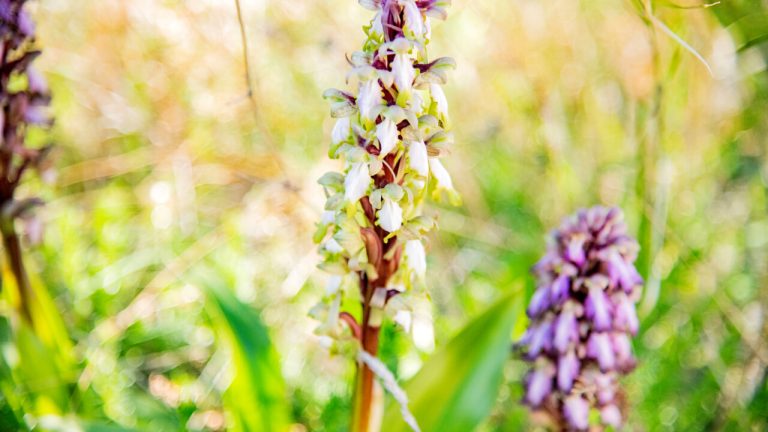 Orchidee protagoniste dal 24 al 28 aprile a Mattinata, sul Gargano