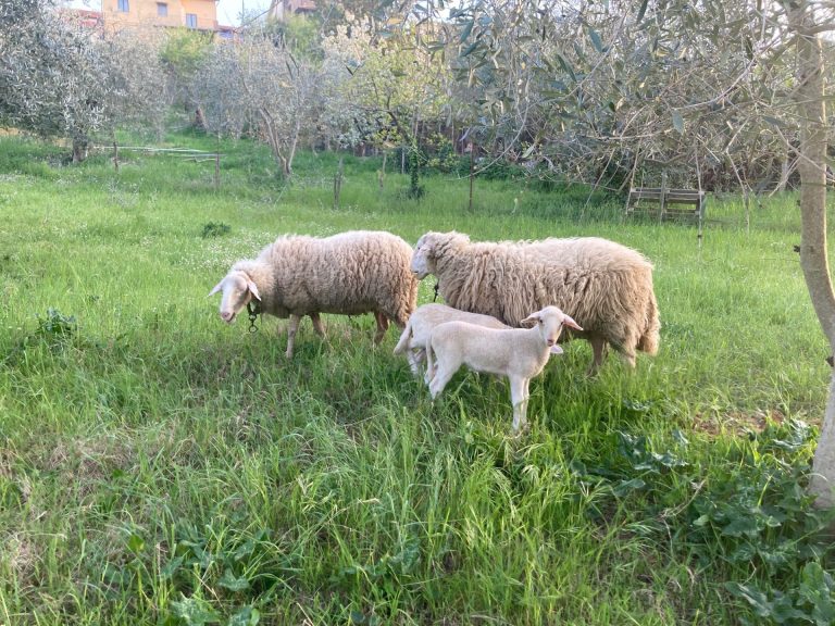 Niente più targhette, ma solo tatuaggi per le pecore. Coldiretti Sardegna, Risultato storico