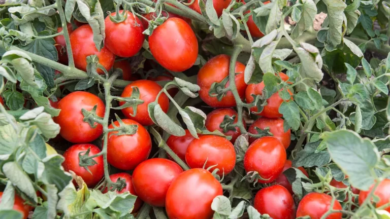 BASF presenta la miniserie video dedicata al pomodoro da industria