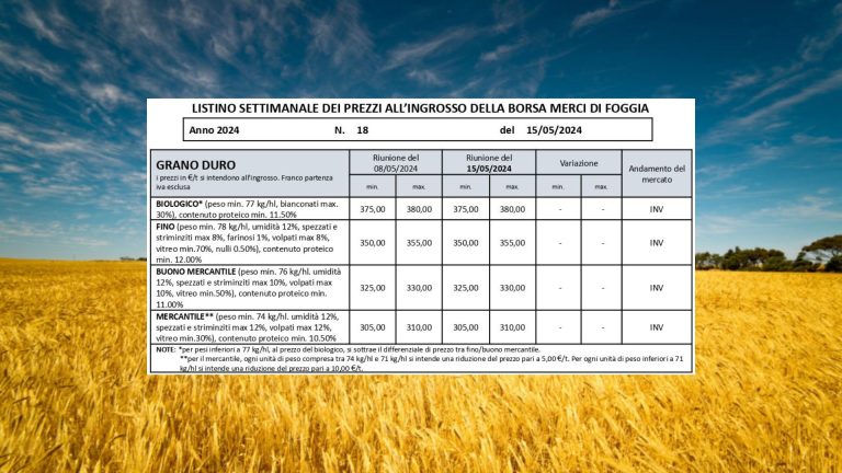 Grano duro, quotazioni stabili a Borsa Merci Foggia (15 maggio). Il Fino resta a 350-355 euro a tonnellata