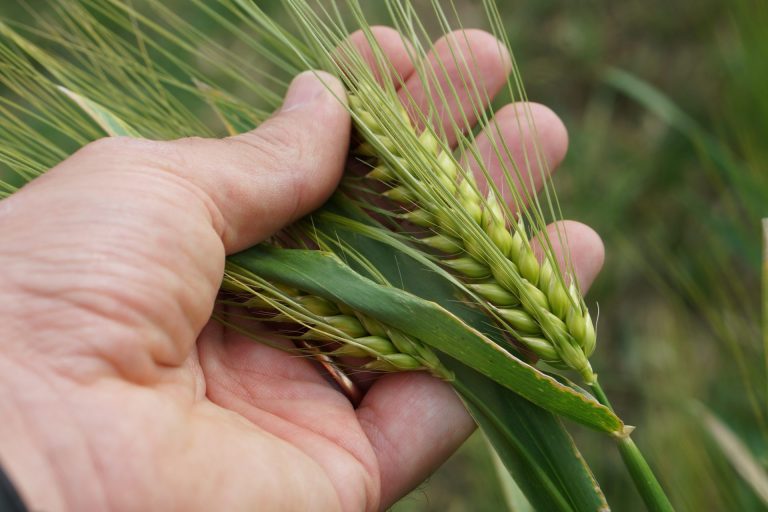 Grano duro. Causa clima il raccolto crolla sotto i 3,5 milioni di tonnellata. CAI – Coldiretti: L’annata più bassa degli ultimi 10 anni