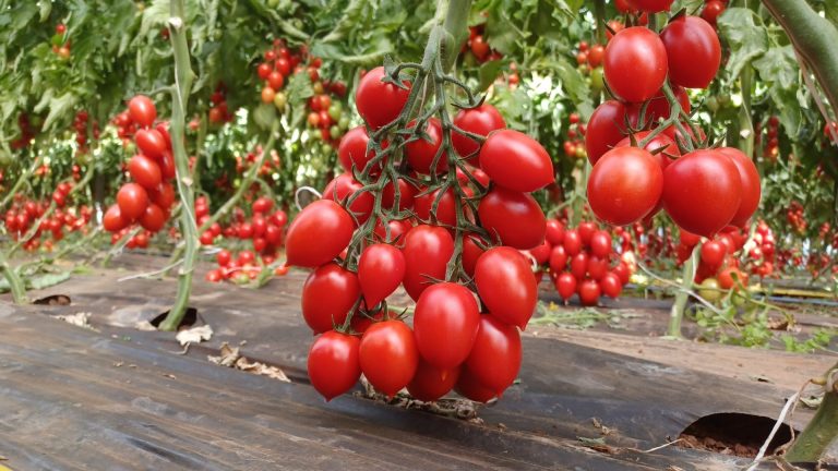 Syngenta presenta a Fondi Doryta, l’evoluzione del pomodoro Piccadilly