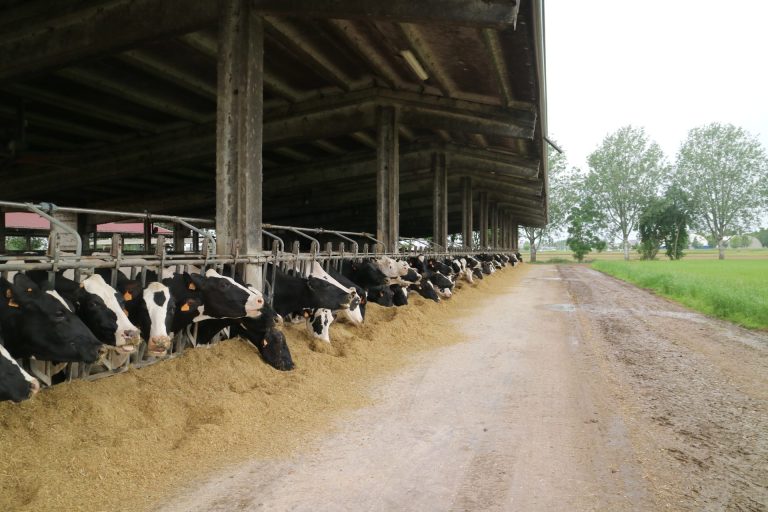 Grana Padano qualità, tracciabilità e sicurezza alimentare lungo l’intera filiera. Monitoraggio grazie a innovazione digitale dal campo alla stalla