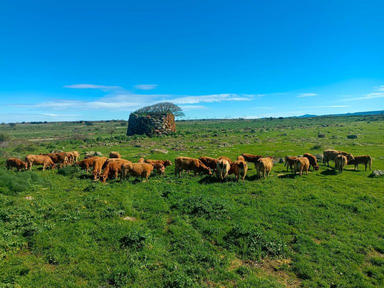 Filiera carne bovina sarda: progetto Boes dall’allevamento al consumatore nel segno della qualità