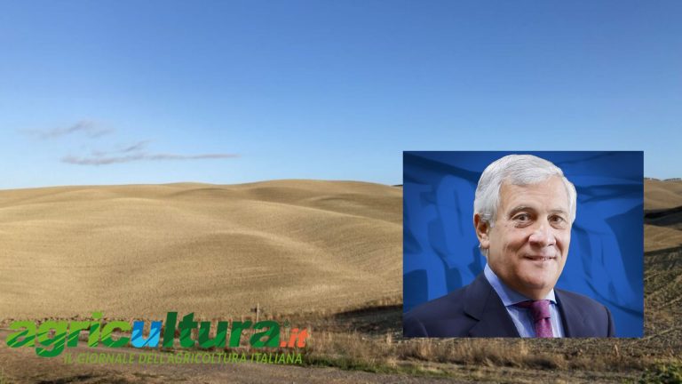 Europee agricoltura. Riforma della Pac, TEA e siccità nel programma di Forza Italia