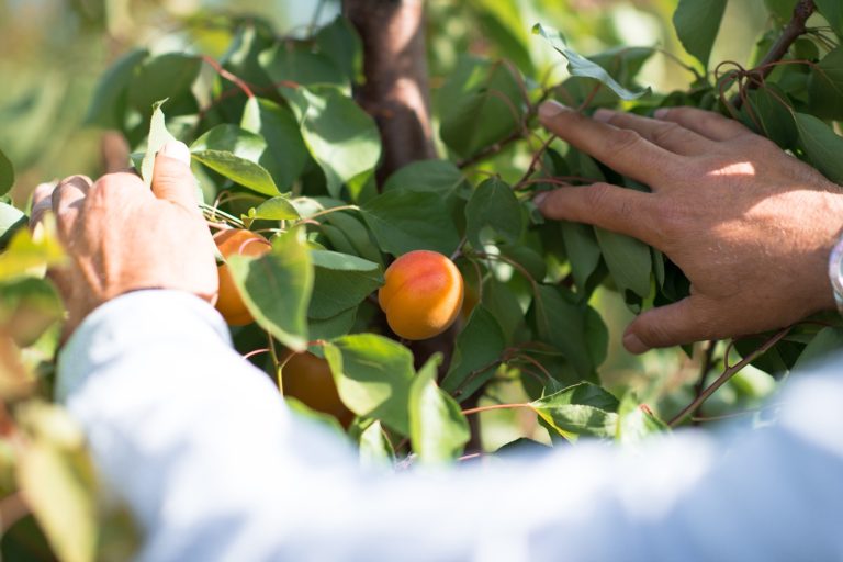 Albicocche: in Calabria il clima non aiuta il raccolto, diminuzione dei volumi prevista, ma qualità buona