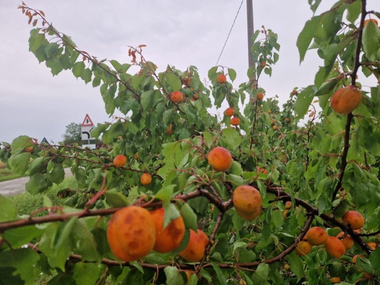 Grandinate in Romagna: Apofruit denuncia gravi danni nella provincia di Cesena e di Forlì