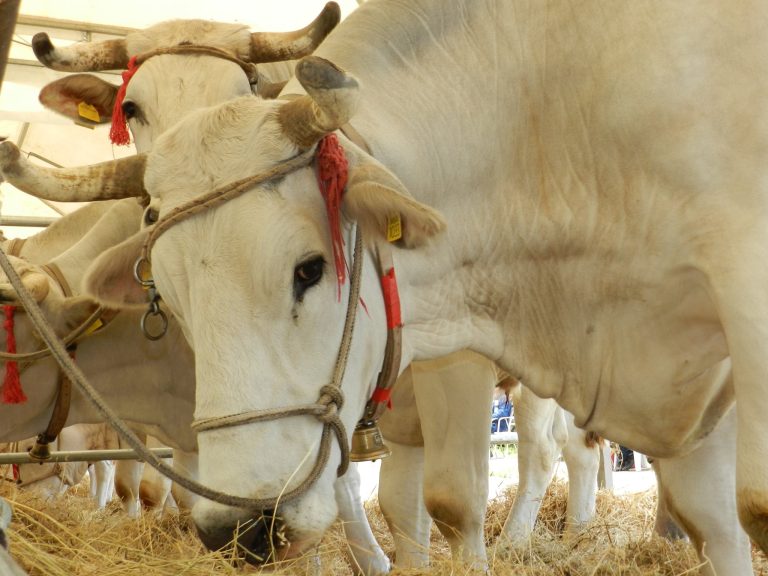 A Montepulciano (Si) si celebra l’agricoltura con la Fiera delle Tre Berte dal 9 al 12 maggio