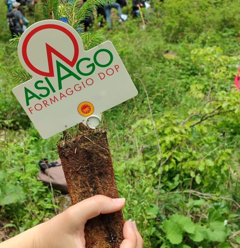 Nell’Altopiano di Asiago, piantati 1000 alberi del progetto di riforestazione sostenuto dal Consorzio Tutela Formaggio Asiago Dop