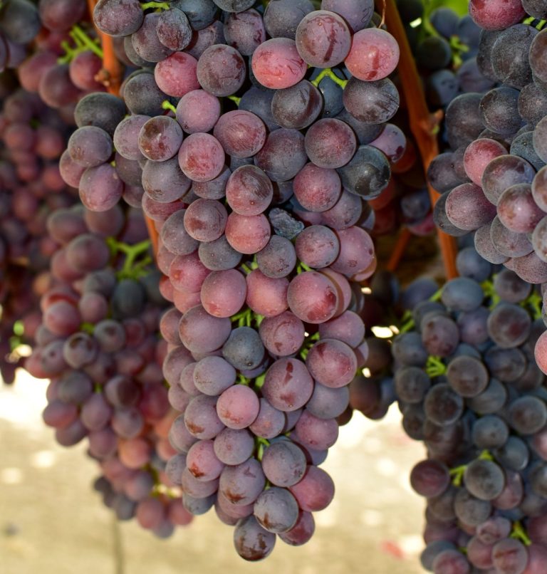 Al Macfrut Table Grape Symposium intervento di Marcos Felici del colosso Bloom Fresh