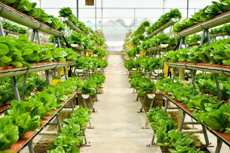 Quale futuro per le Vertical Farms? Se ne parla il 30 maggio ai Georgofili