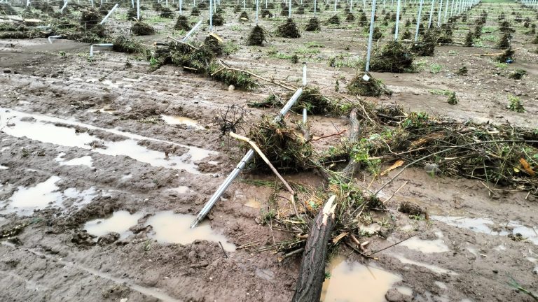 Maltempo. In Veneto mais allettato dal vento e vigneti allagati. Confagricoltura fa una prima conta dei danni