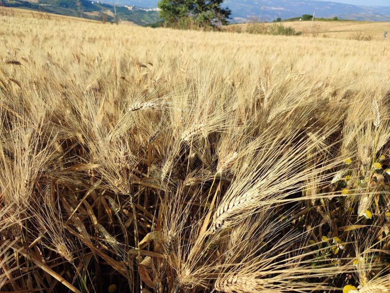 Dl Agricoltura, D’Eramo (Masaf): Risposte concrete per sostenere filiere settore primario