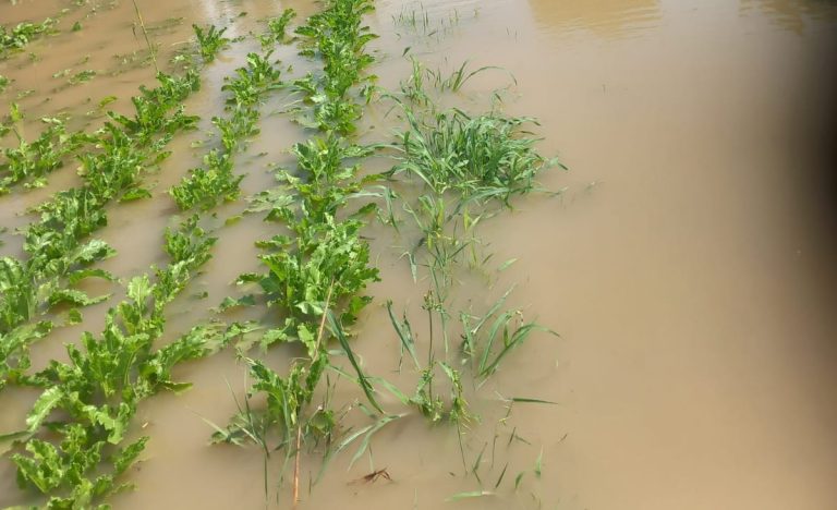 Maltempo nell’Alto Polesine: agricoltura in ginocchio, semine sott’acqua, a rischio i raccolti