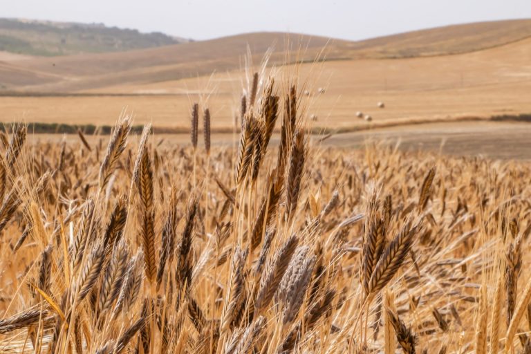 In Sicilia rinasce la filiera del grano monococco grazie al progetto Cosmo