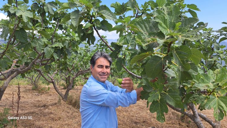 Riconosciuto il Consorzio Fico bianco del Cilento Dop, verso la crescita di certificazione del prodotto