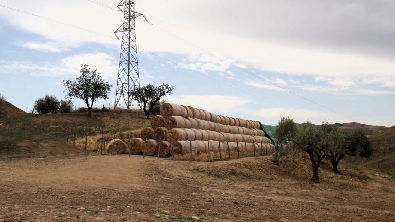 Siccità, in Sicilia pubblicato bando da 10 milioni per il “voucher foraggi” e per l’albo fornitori