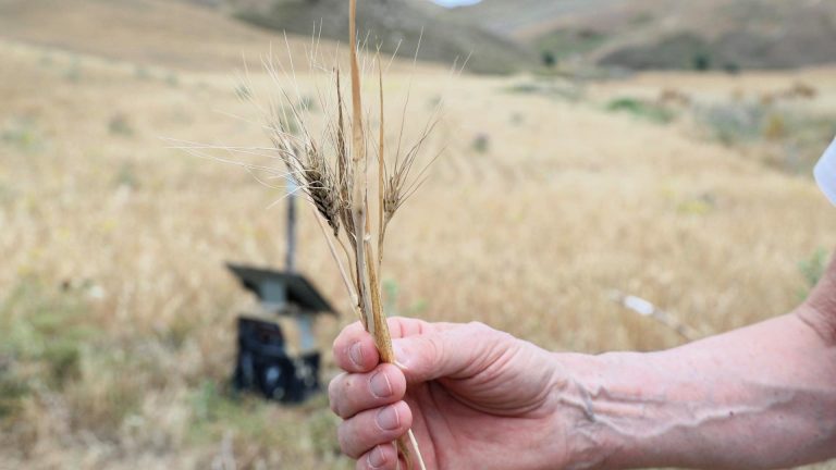 Siccità: in Sicilia, nelle Basse Madonie, raccolti a zero per grano e foraggi. Il drammatico racconto (e le immagini) degli agricoltori