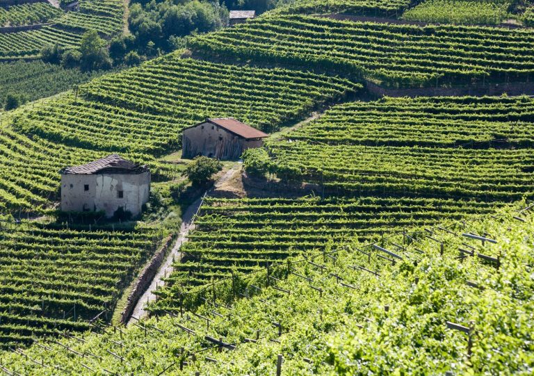 In Trentino dal 28 al 30 giugno torna la rassegna del Müller Thurgau, il vino di montagna