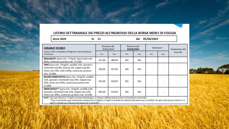 Grano duro: quotazioni invariate (5 giugno) a Borsa Merci Foggia. Fino a 350-355 euro a tonnellata, in calo cruscami frumento duro