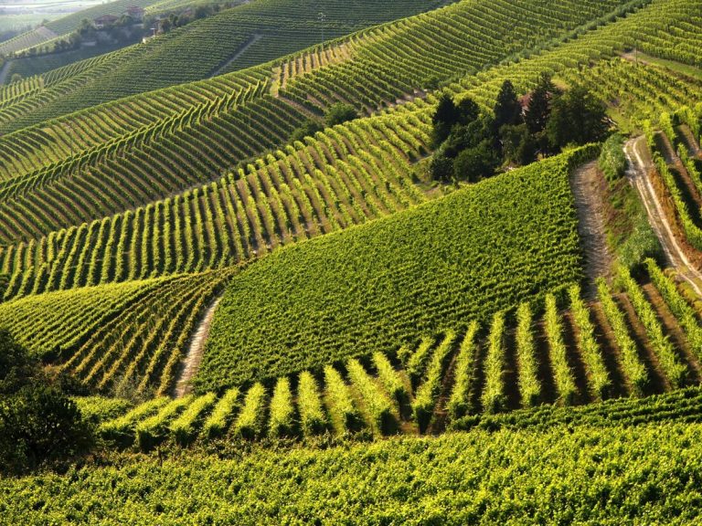 Nelle terre della Barbera di Asti all’insegna della tecnologia avanzata contro Mal dell’Esca e Flavescenza