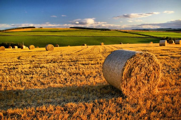 Ripristino natura. Copagri: obiettivi pienamente condivisibili, ma per l’agricoltura tanti rischi