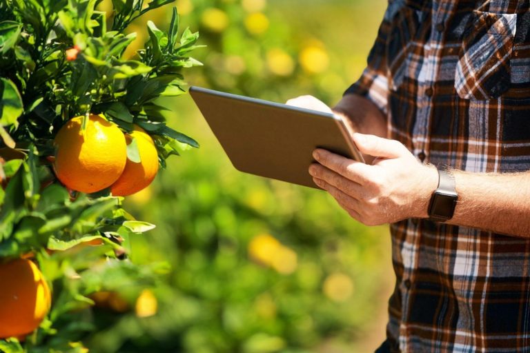 Ortofrutticoli e agrumari: c’è il rinnovo del contratto di lavoro. Fruitimprese, Accordo equilibrato per 60mila lavoratori