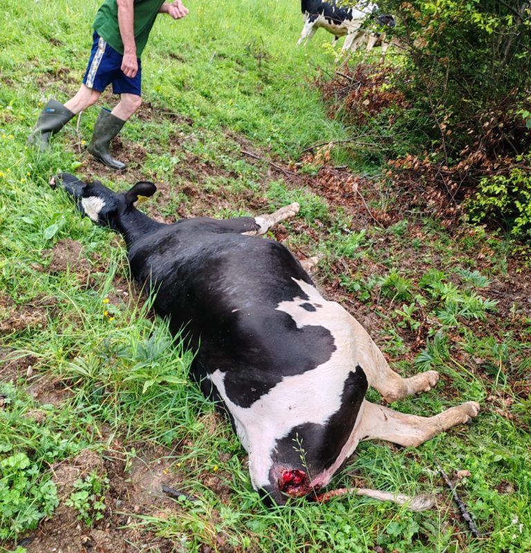 Lupo killer. Un’altra predazione sull’Altopiano di Asiago con un capo bovino ucciso