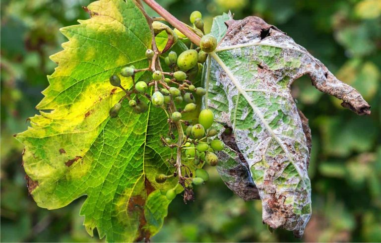 Emergenza peronospora: la Regione Abruzzo stanzia 5 milioni a sostegno delle imprese colpite