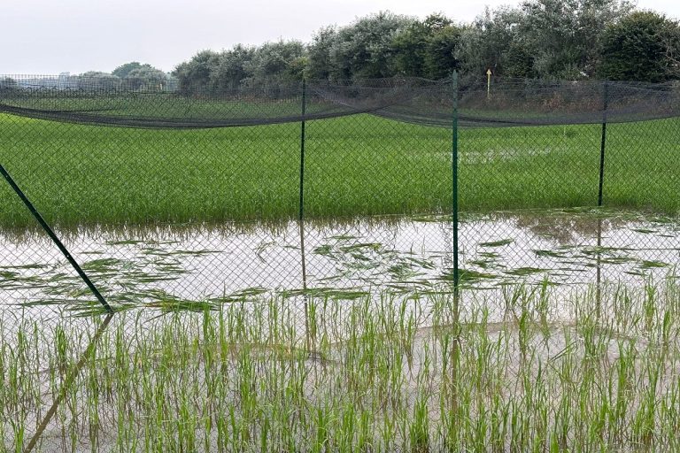 Vandalismo campo TEA: Lollobrigida, danno per tutta la ricerca. D’Eramo, Gesto di miopia