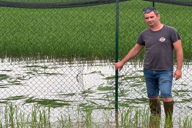 Completamente distrutto il primo campo sperimentale di riso TEA. Beduschi: Atto criminale