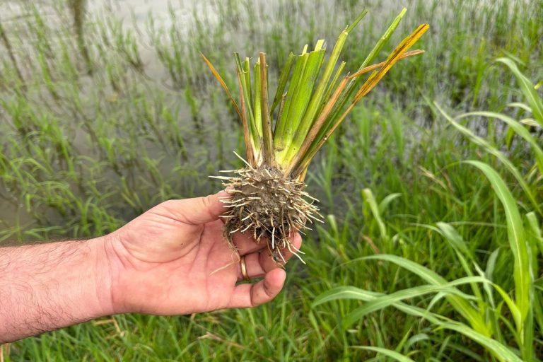 TEA, Cibo per la Mente: l’atto vandalico di Pavia è attacco a tutto l’agroalimentare italiano