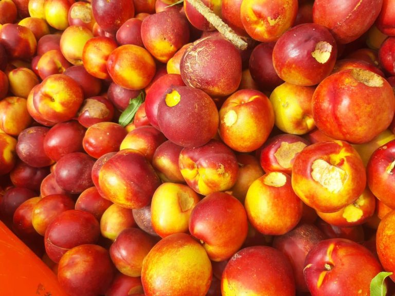 Romagna, assalto delle cavallette alle colture in collina. Cia: medicai, pesche, albicocche e vigneti sotto attacco