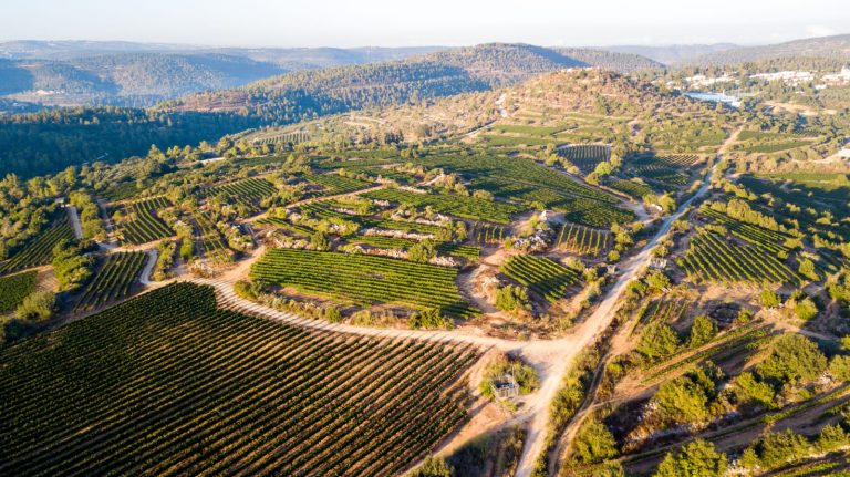 Dalle terre di Davide e Golia i vini israeliani vincitori del Concorso internazionale di Città del Vino. Ecco i vini DO Giudea premiati a Roma