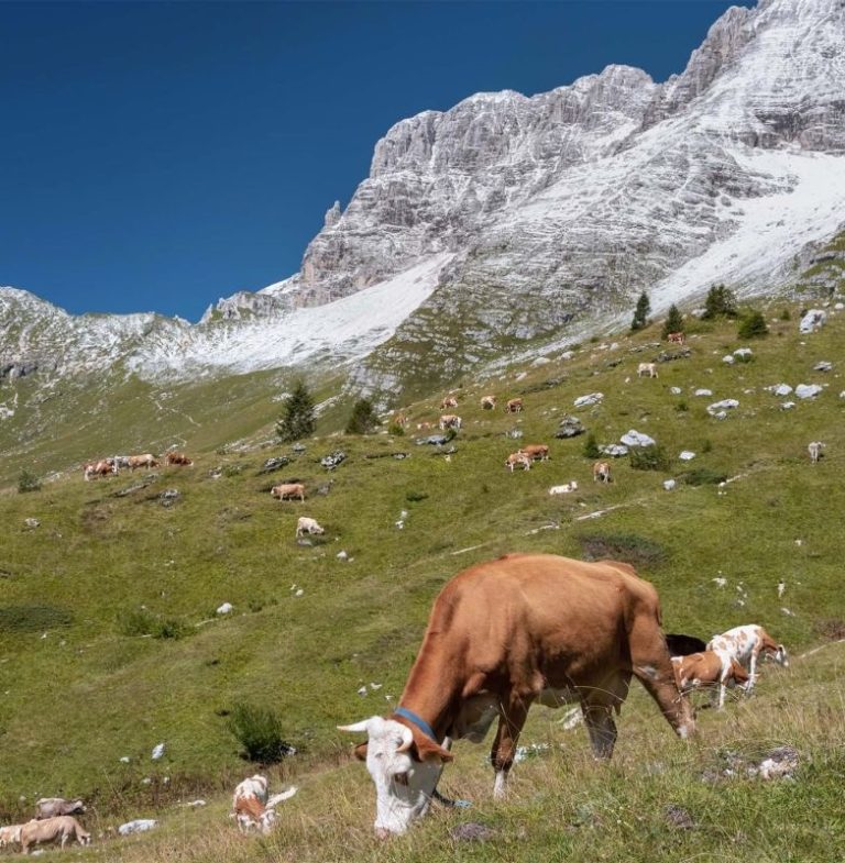 Dalle Malghe Friulane buone notizie: tiene il prezzo del latte bovino nel 2023 (0,50 euro/litro medi)