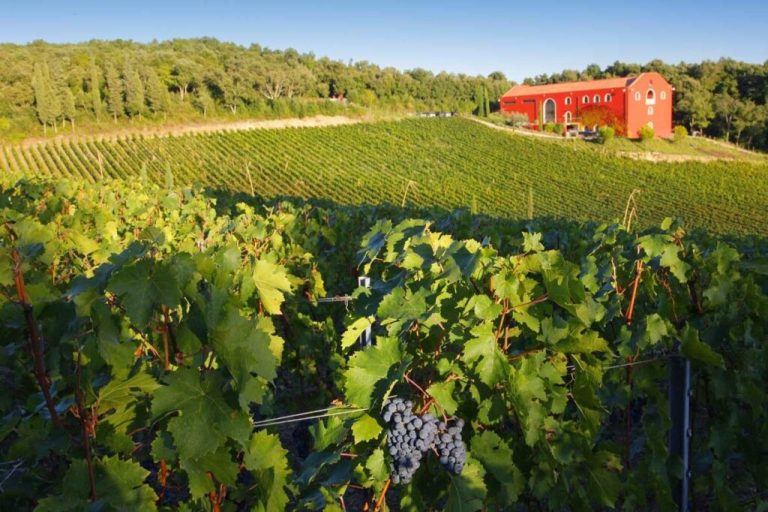 Dal 12 al 14 luglio torna Ripa Wine, l’appuntamento delle cantine di Riparbella (Pi)