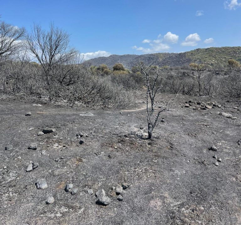 Oltre 300 ovini bruciati e centinaia di ettari di foraggio in fumo. Nel nuorese il dramma degli incendi