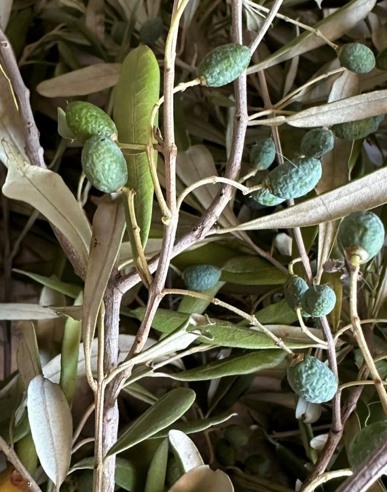 Siccità. In Puglia è allarme per l’olivicoltura: olive avvizzite cadono dalla pianta