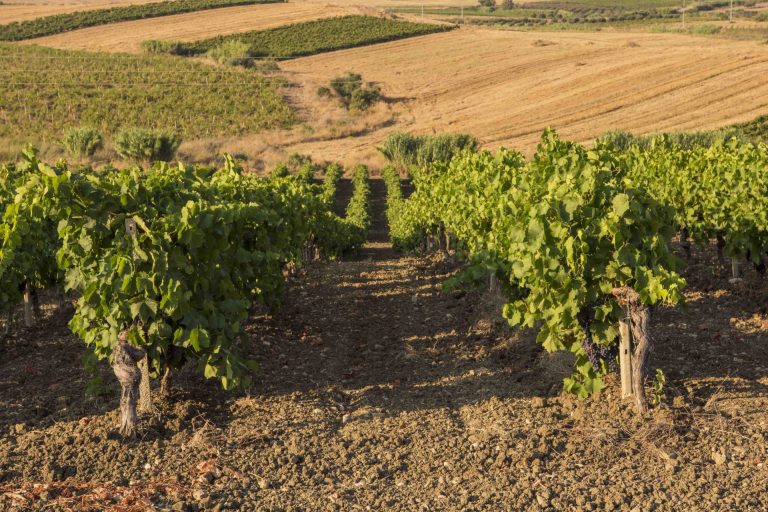 Vendemmia al via in Sicilia con 10 giorni d’anticipo. I tecnici: le temperature mettono a dura prova il vigneto