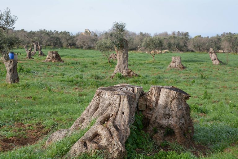 Xylella. Contributi 2020-21 ancora non pervenuti. Cia Puglia denuncia i ritardi