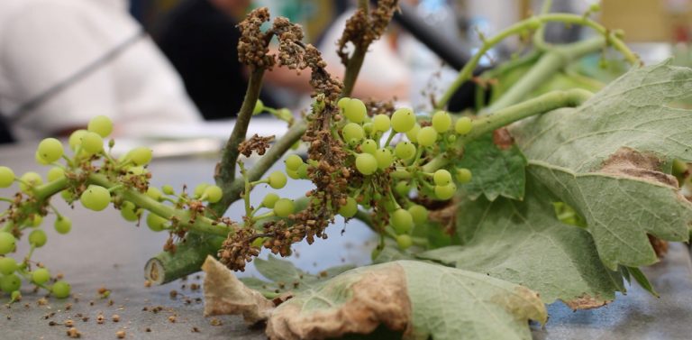 Peronospora: dal Masaf al via il 19 settembre gli aiuti per 47 milioni di euro